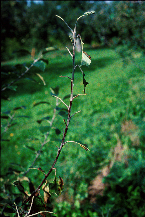 Caterpillars at first skeletonize leaves, but within days, entirely consume a number of leaves.