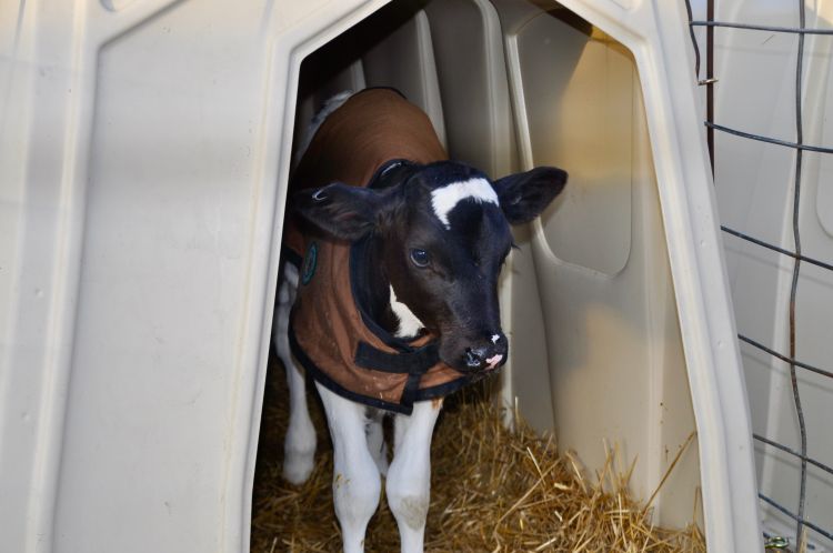 Calf jackets are a good way to protect calves from losing excess body heat.
