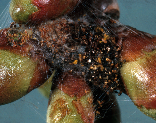  Overwintered larvae feed on and consume fruit buds and developing flower parts forming nests. 