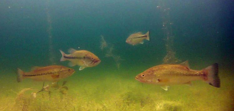 Largemouth bass will eat almost any fish they can catch, but some fish species are good at avoiding prowling bass. | Michigan Sea Grant
