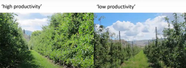 Two pictures of apple orchards.