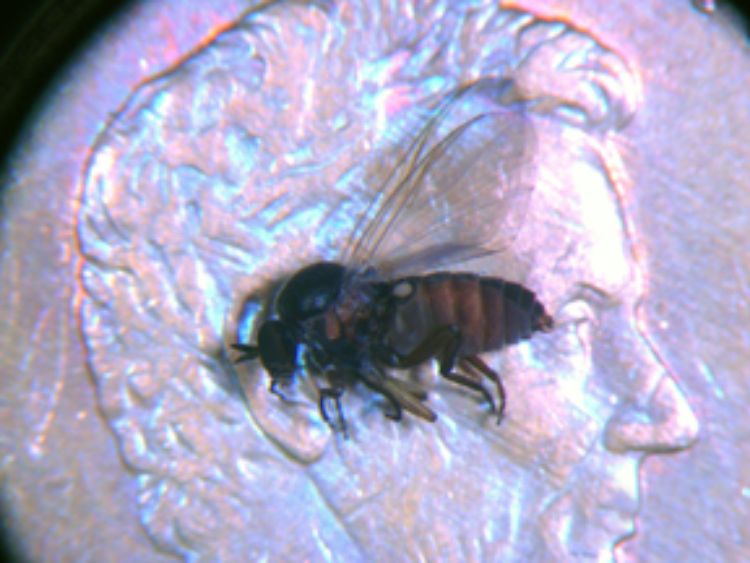 Note the humpedback appearance of a black fly. Image courtesy of Howard Russell, MSU.