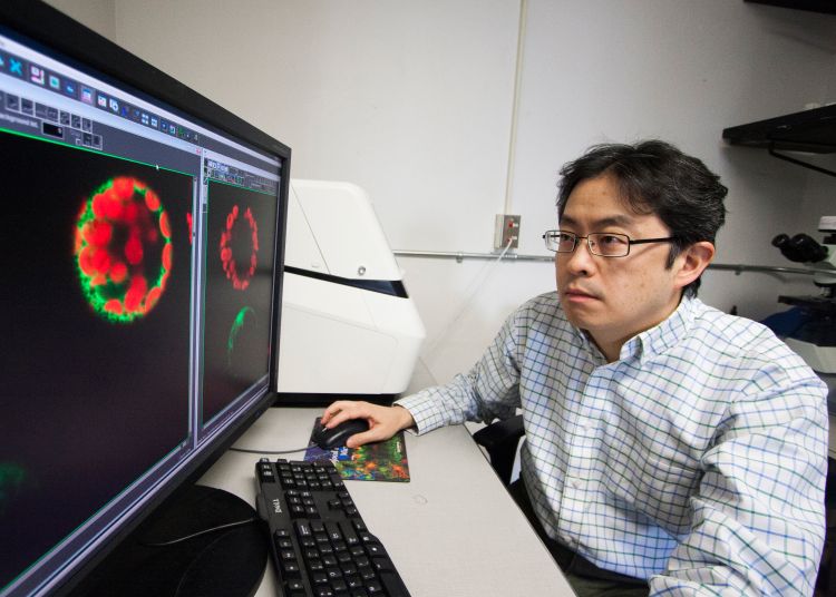 Hideki Takahashi, MSU assistant professor of biochemistry, uses GFP to observe subcellular processes in plant cells