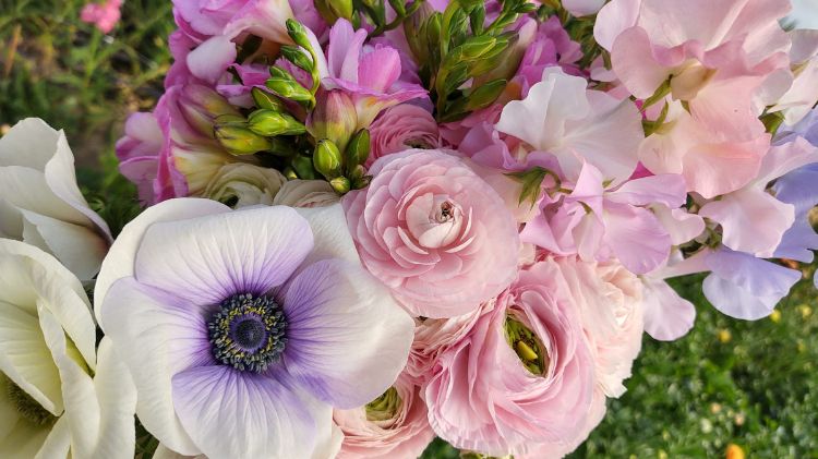 A close up of pink and purple Anemone and Ranunculus flowers.