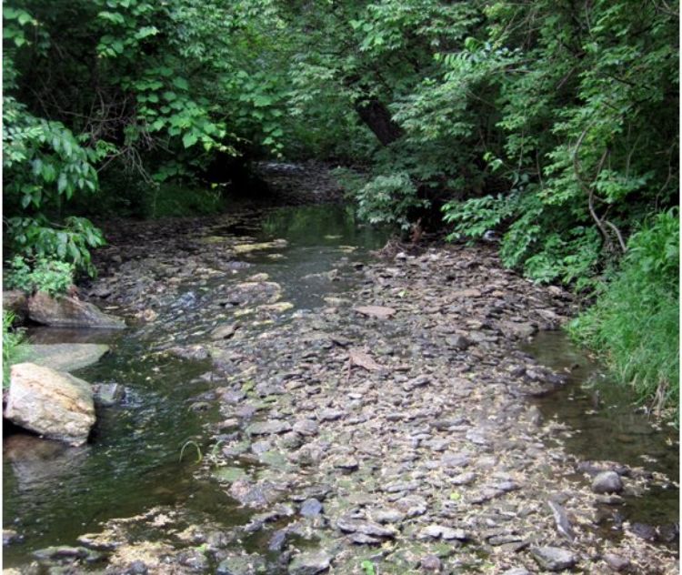 A small headwater stream with a riparian corridor that is densely colonized by Amur honeysuckle.