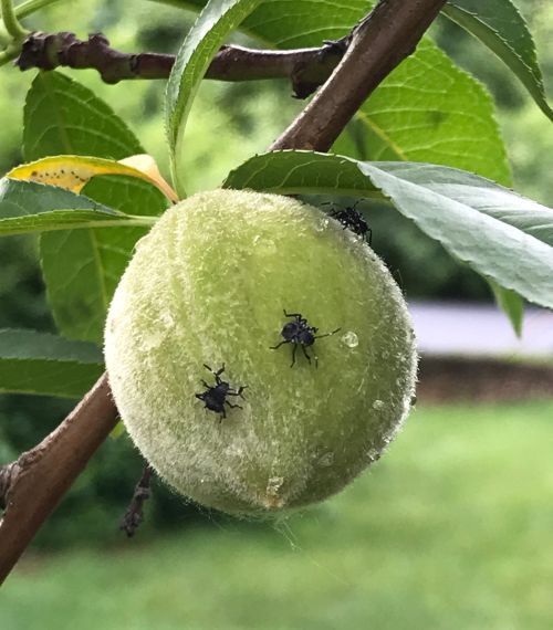 Second instar brown marmorated stink bug nymphs on a young peach.
