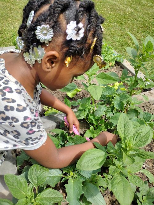 A little girl harvesting garden produce.