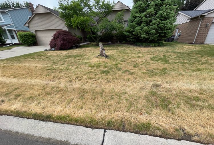 A home lawn with brown grass suffering from drought.