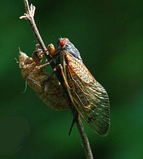 Adult periodical cicada