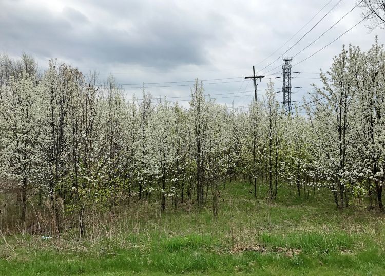 Volunteer callery pears in a field near an industrial park in Novi, Michigan. Image courtesy of Mary Wilson, MSU Extension.