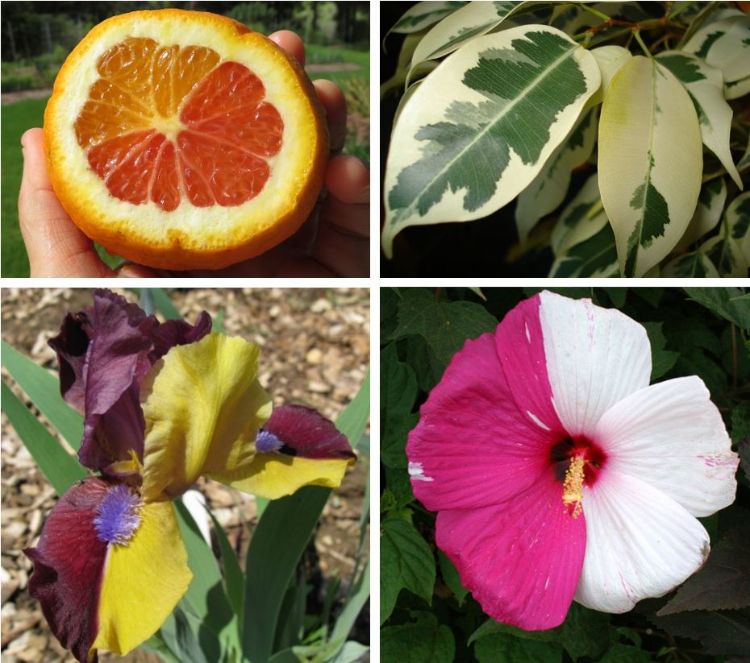 Plant mutation examples.