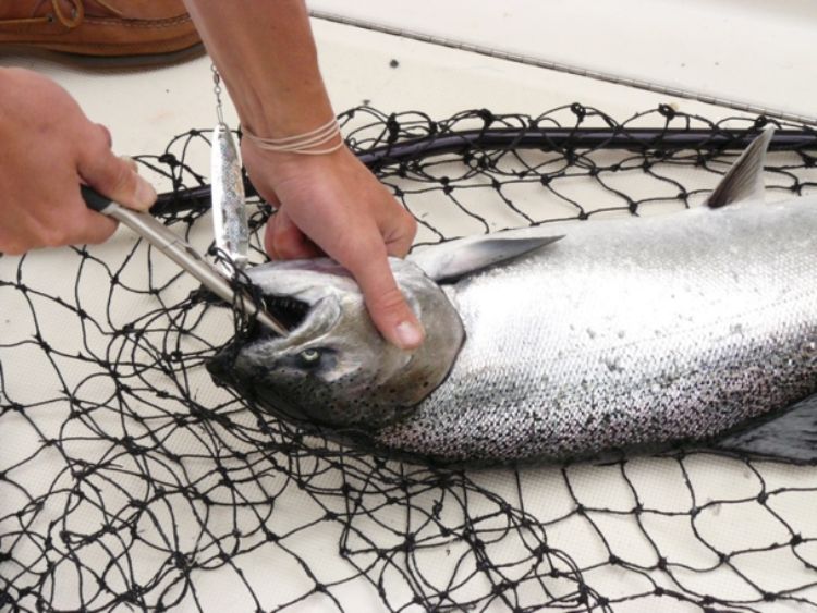 Unhooking a Chinook salmon on the deck of a Lake Michigan charter boat. Lake Michigan charter trips and salmon remain a big draw and consistent part of coastal tourism. Photo: Michigan Sea Grant