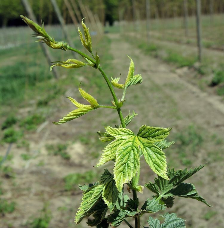 Glyphosate-damaged hop bine. Note the strappy upper leaves, green leaf veins and stunted appearance. All photos: Erin Lizotte, MSU Extension.