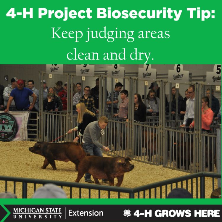 A picture of a hog show with the words: 4-H Project Biosecurity Tip: Keep judging areas clean and dry.
