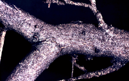 Masses of gray, thin, flaky scales occur on the bark, sometimes covering it completely.