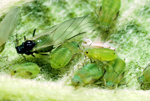 Similar species is the apple grain aphid, which has three longitudinal, dark green bands on the back