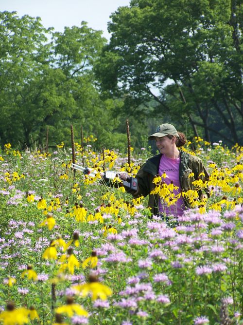 Michigan State University undergraduate research assistant Jacquelyn Albert samples a Michigan field site for pollinators.