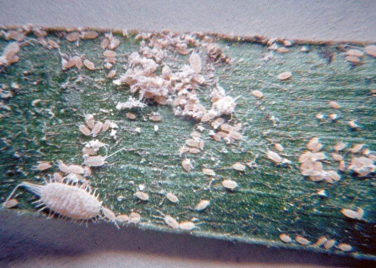 Multiple life stages of mealybugs. Photo by John A. Weidhass, Virginia Polytechnic Institute and State University, Bugwood.org.