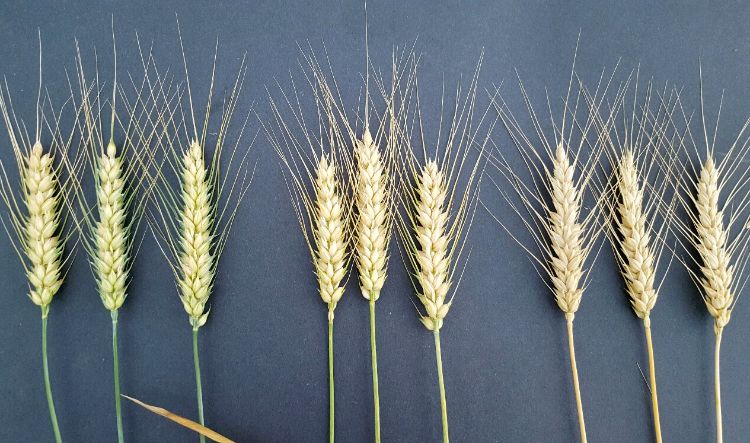 Grain may be subject to pre-harvest sprouting once wheat matures. Indicators of maturity include browning of the stem immediately below the head (stem on right). Photos by Martin Nagelkirk, MSU Extension.