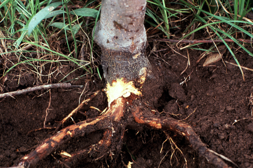 Infected tissue often shows a clearly delineated, reddish-brown discoloration of the inner bark seve