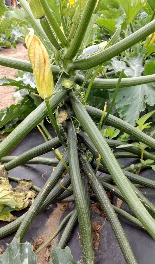 A very vertical zucchini, growing almost like Brussels sprouts. Photos by Ben Phillips, MSU Extension.