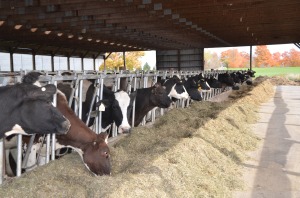 Using dietary strategies to improve dairy cattle health and productivity