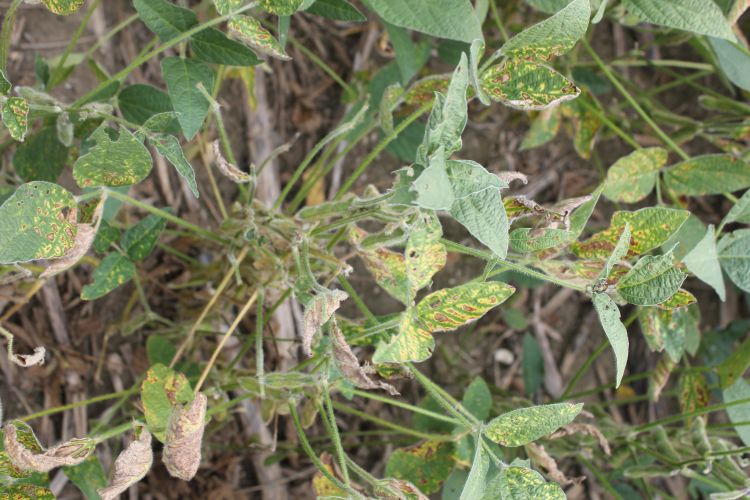 Sudden death syndrome infestation on soybeans.