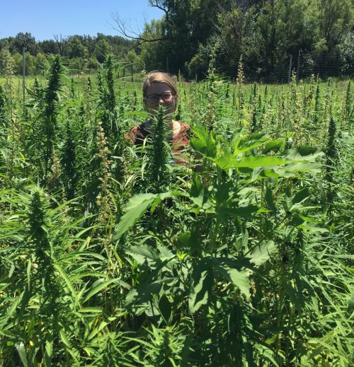 Marguerite Bolt of Purdue University will discuss the reintroduction of industrial hemp into U.S. agriculture at May 15 Breakfast Meeting Series. Photo by Marguerite Bolt, Purdue University.