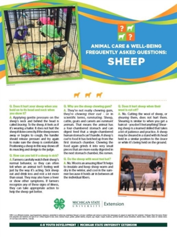Poster with information on sheep.