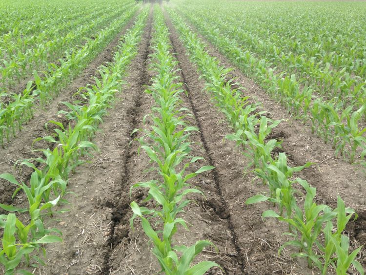 Corn in 30-inch rows on June 4, 2015. Corn was sidedressed at V5-V6 and injected with liquid N (28 percent).