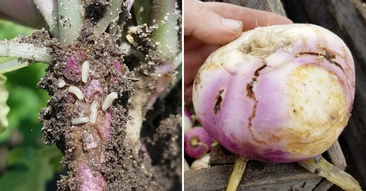 Cabbage maggots and their damage in turnips