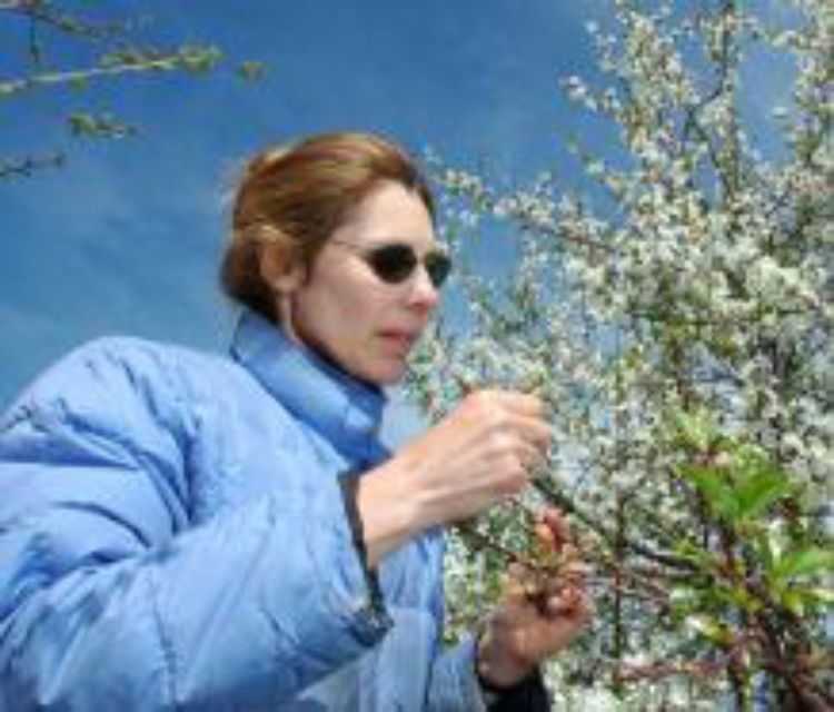 Amy Iezzoni inspecting cherry blossoms