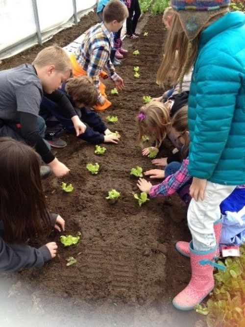 Students at Superior Central School in Eben transplant lettuce starts in the school hoop house—later, see it on the salad bar.