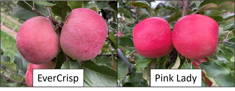 EverCrisp and Pink Lady apples