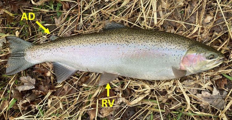 A steelhead lies in brown grass. The letters AD with an arrow point to the adipose fin which is located on the top and rear of the fish just before tail. Another set of letters RV point to the right ventral fin which is located on the underbelly of the fish with a matching left ventral fin beside it.