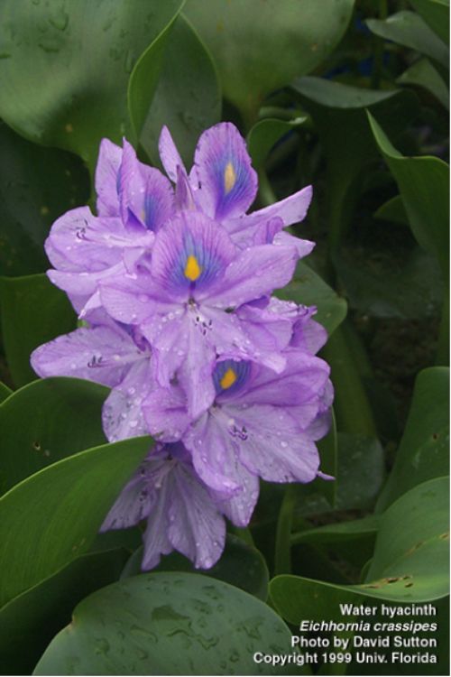 Water hyacinth plants are popular in water ponds and aquariums because of their showy lavender-blue flowers and fast growth. Photo: David Sutton, University of Florida/Center for Aquatic and Invasive Plants. Used with permission.