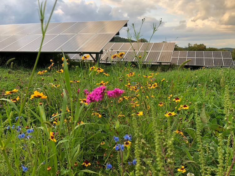 Solar panels in field with pollinator garden.