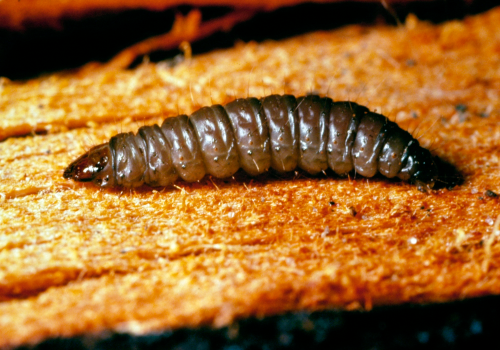 Larvae may be grayish-green to grayish-purple with a yellow to brown head capsule, cervical shield and anal plate. 