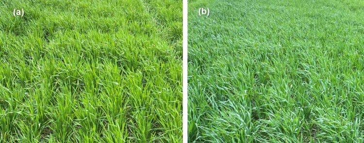 Wheat that has been sprayed with herbicides versus wheat without spray.