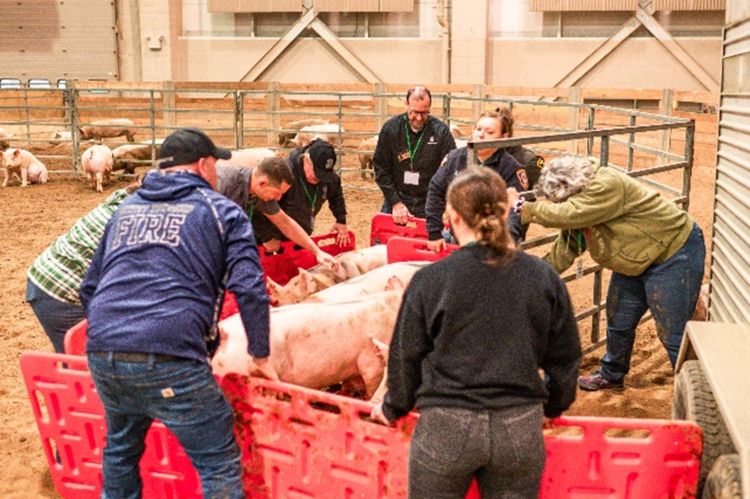 Several people work together to move pigs into an arena.