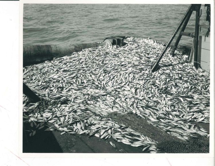 Alewife trawl catch is shown on the back deck of research vessel on Lake Michigan when alewife were much more abundant. Photo:  U.S. Geological Survey Great Lakes Science Center