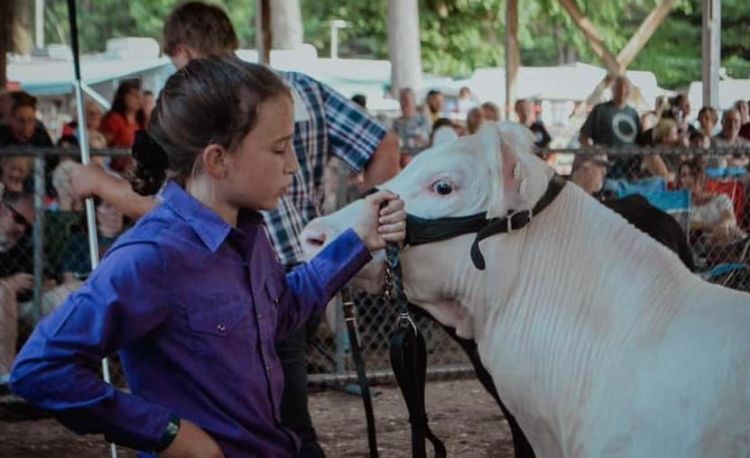 A girl holding a white steer.