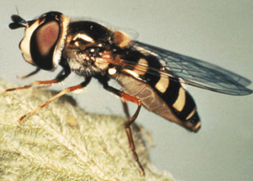  Syrphid fly adult. 