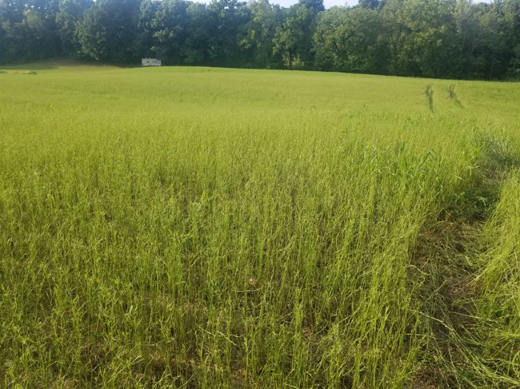An alfalfa field.