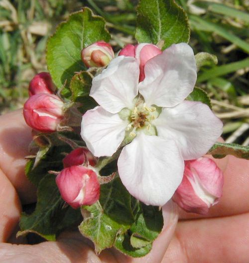 Apple blossom killed by cold temperature near 28 degrees Fahrenheit during bloom. Photo: Mark Longstroth, MSU Extension.