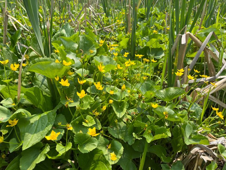 Marsh marigold growing among skunk cabbage and cattails.