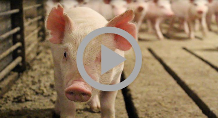 Pig, image from video