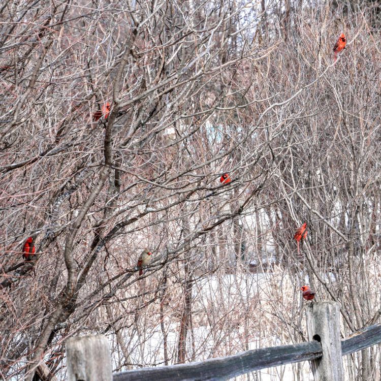 A flock of male red cardinals are scattered through a tree that has no leaves. Snow is on the ground.