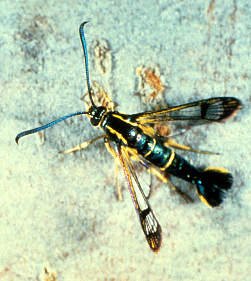  Adult is bluish-black with yellow bands and clear wings, resembling a wasp. 