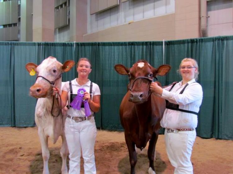 Jessie Nash with her senior champion milking shorthorn cow (left) and Mackenize DeLong with her reserve senior champion milking shorthorn cow (right) at the 2016 4-H Youth Dairy Days breed show. Photo: Sara Long.